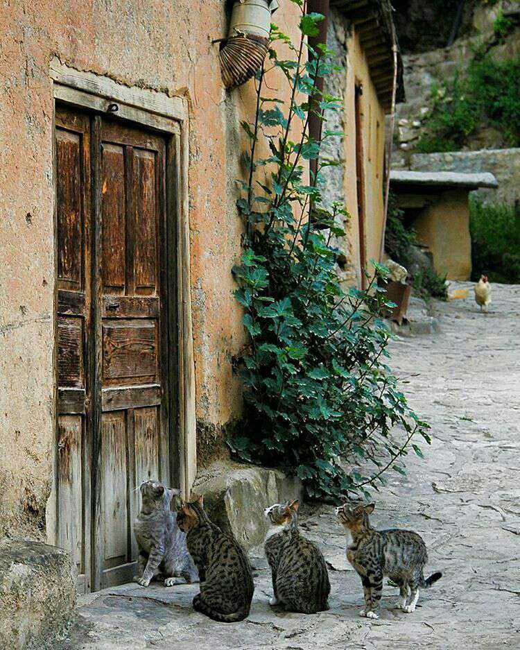 گربه های منتظر